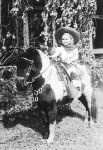 Pony Photo
